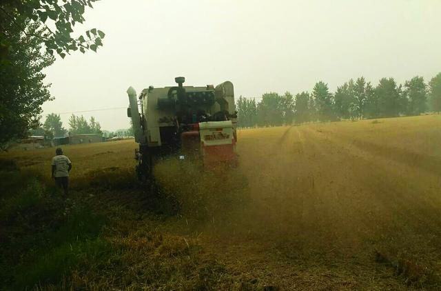 今年的小麦到底是丰收了,还是减产了?