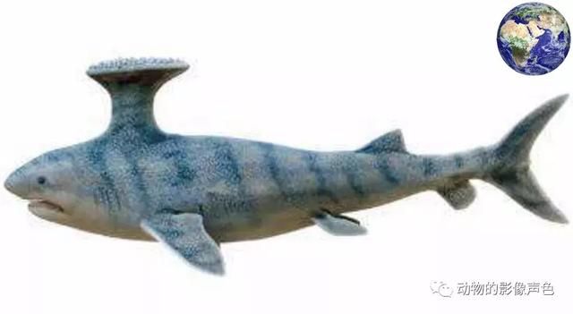 后背上顶了个大托盘的另类鲨鱼,邓氏鱼最喜欢