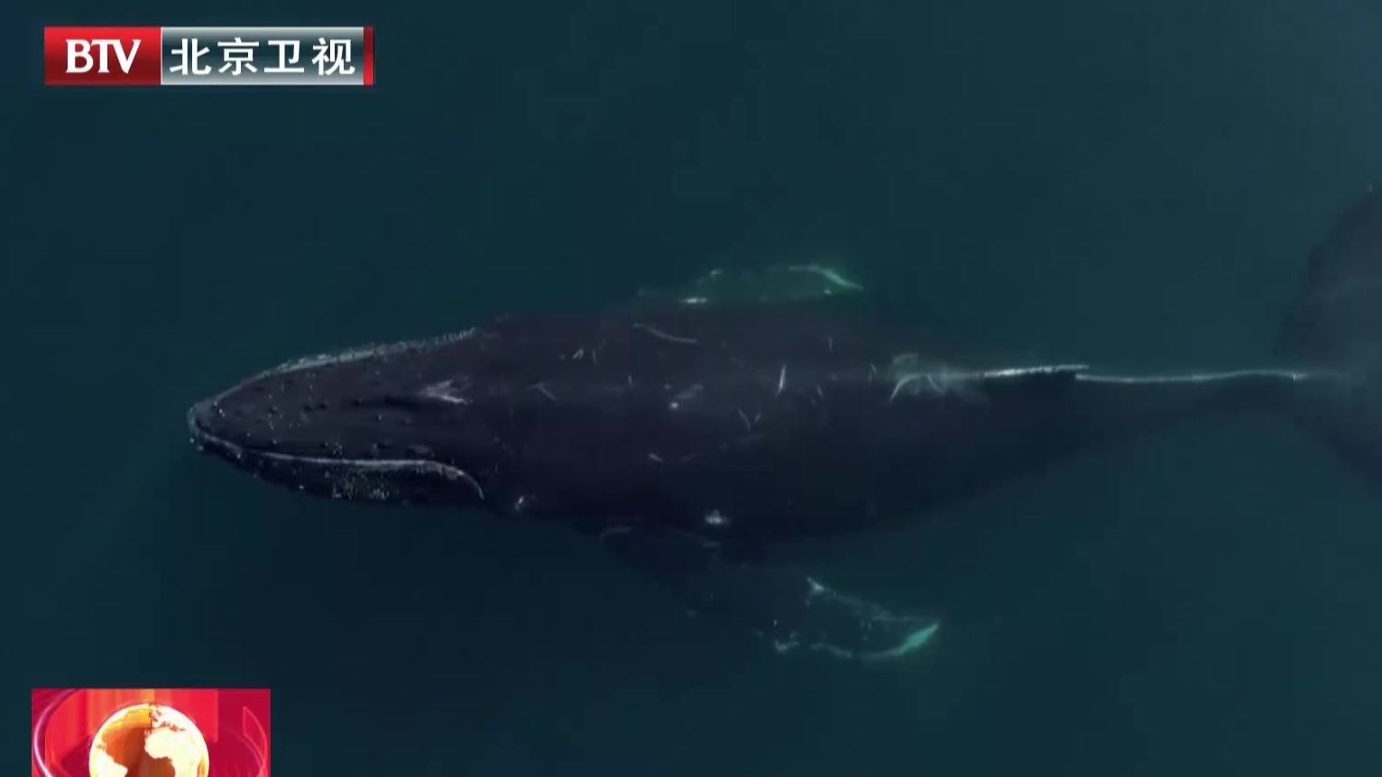 美国加州：游客与座头鲸亲密接触
