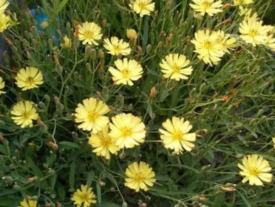 常见的一种野菜:紫花苦菜,幽门螺杆菌的克星,胃