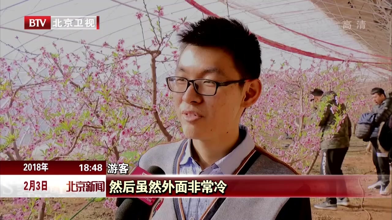 温室大棚春意浓 桃花杏花朵朵开 温室大棚春意浓 桃花杏花朵朵开