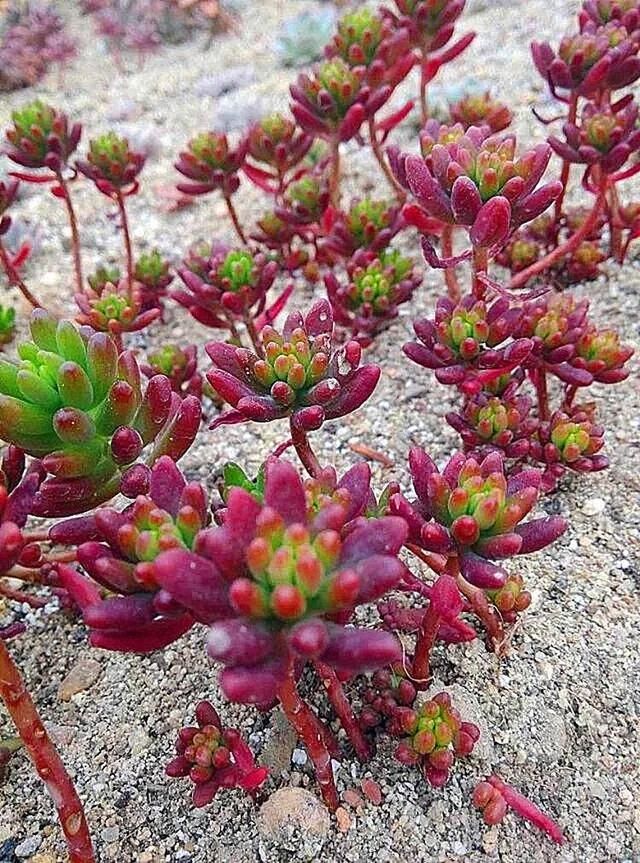 吹上,王妃世之雪等; 蘿藦科:吊燈花屬(愛之蔓,綠雨等),水牛角屬(紫