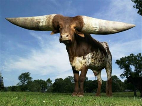 美国农场出现变异牛,牛角长达1米,网友纷纷跑去合照