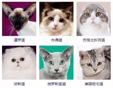 猫咪品种大全及图片 猫有什么品种?最全的猫咪品种图片