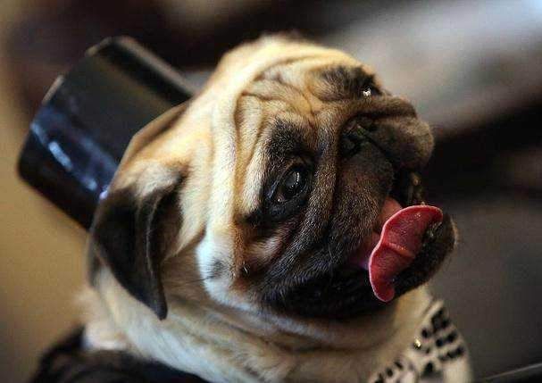 什么宠物狗最萌十大可爱的狗排名:你最喜欢哪