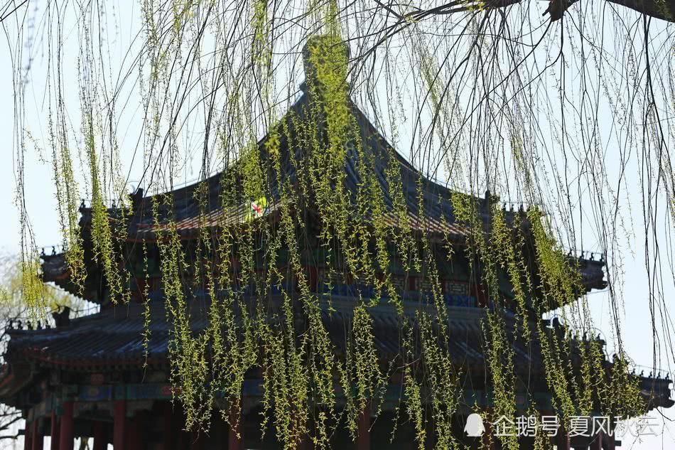 去皇家园林颐和园看昆明湖两岸的垂柳,北京最