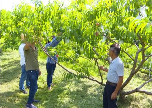 台湾果农回内地种果,果园里水蜜桃果满枝头,引