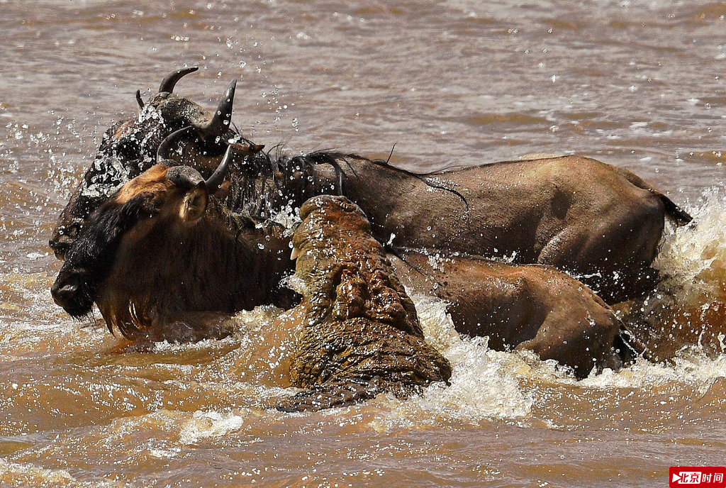 当地时间2016年9月12日，肯尼亚马赛马拉野生动物保护区迎来一年一度的角马迁徙，然而角马却惨遭鳄鱼在水中狩猎。