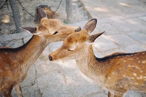 奈良公园为什么有这么多鹿?