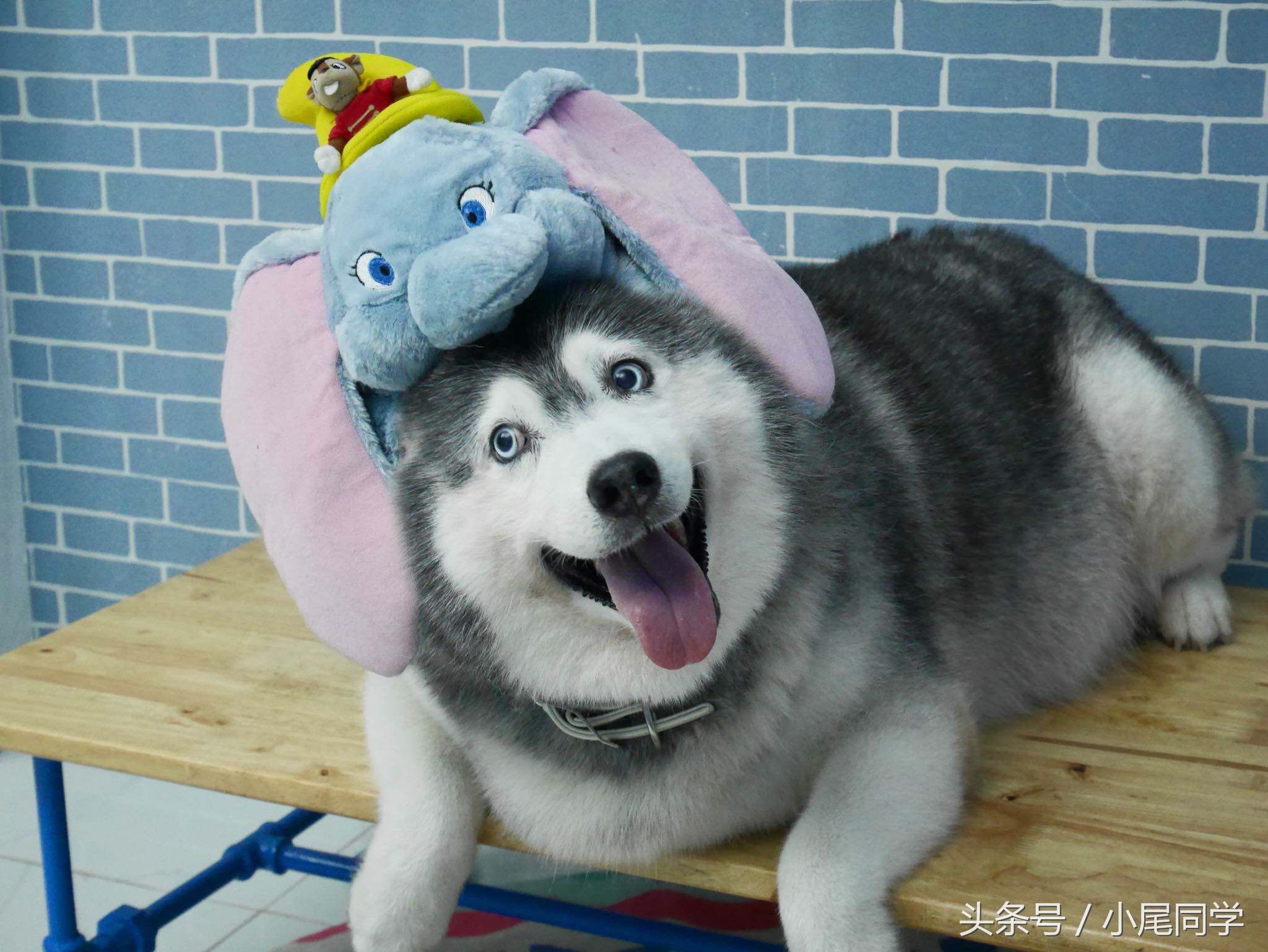 10张超暖心的动物照片,太治愈了,看完心情美丽