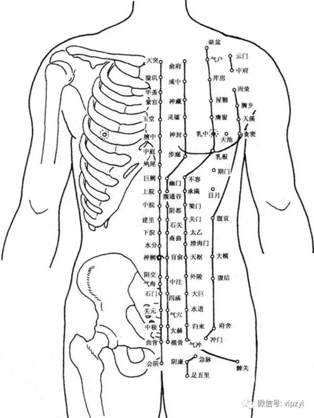 肋骨两侧是经络图图片