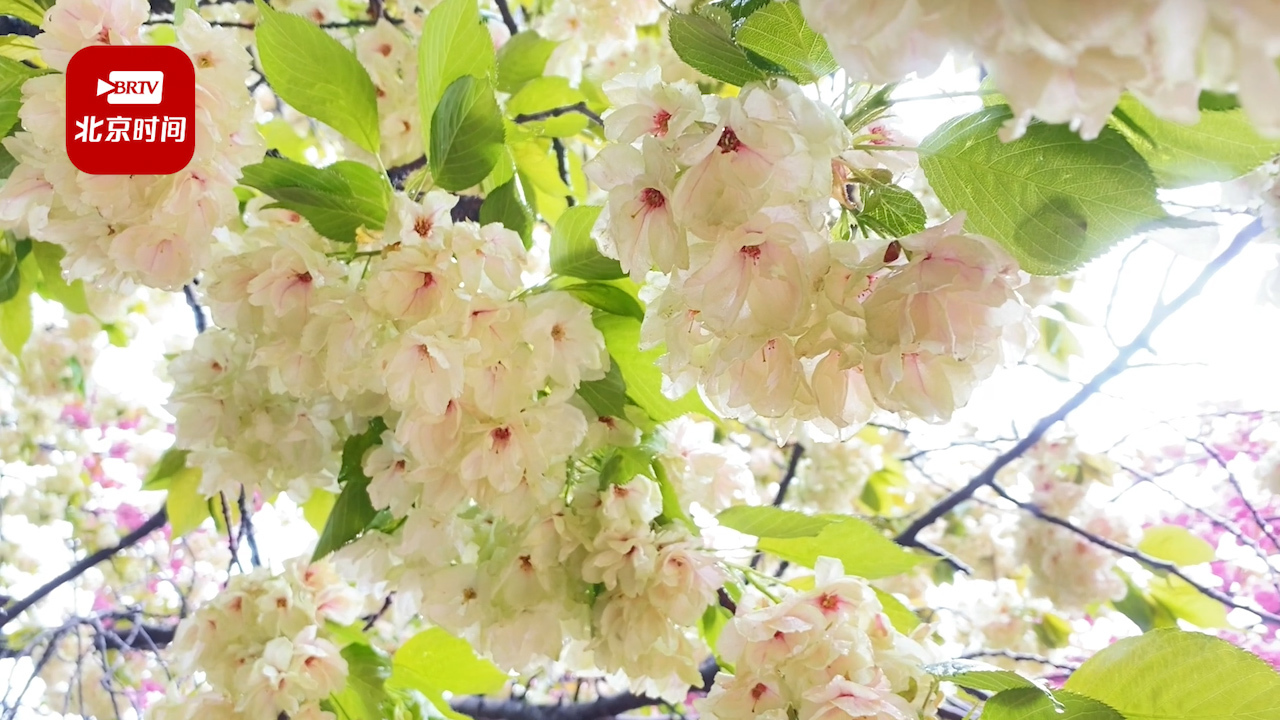 美了美了!国宝级郁金樱在秦始皇兵马俑景区盛开 美了美了!国宝级郁金樱在秦始皇兵马俑景区盛开