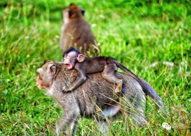 什么?孙悟空的真身竟然在柬埔寨