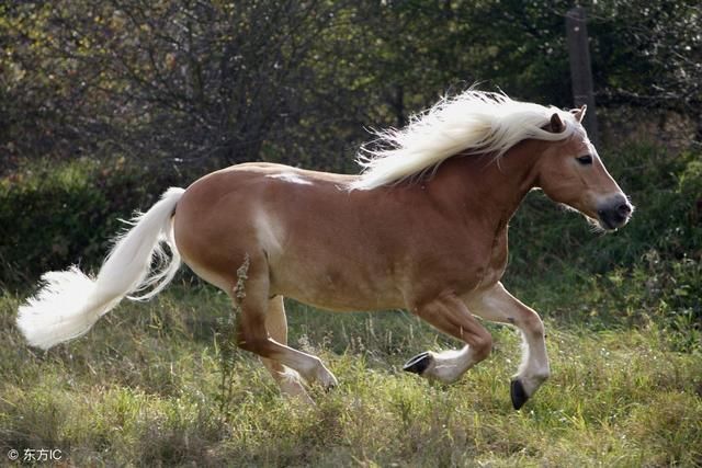 7月平平淡淡,8月前程似锦,生肖马8月日子红红