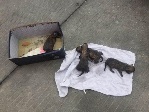 之前没时间带小奶狗回家,后来情况突变,只留下3只小可怜