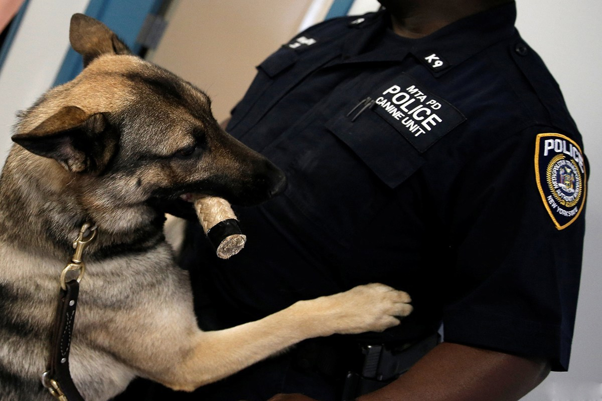 图片故事:探访美国最大警犬训练基地