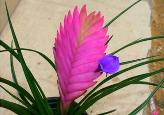 紫凤梨的养殖方法、养殖注意事项及日常管理