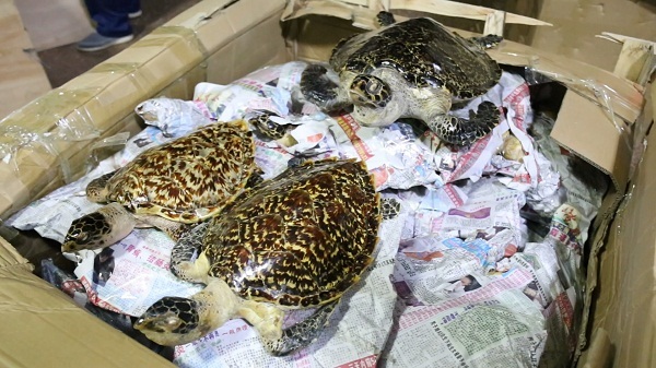 图为查获的玳瑁标本. 李昱颖 摄