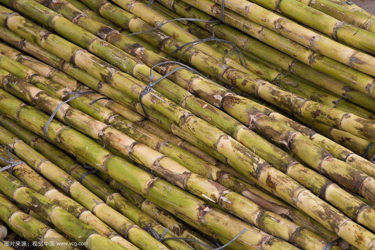 甘蔗的功效: 1,补铁补血 2,滋养润燥 3,清洁口腔