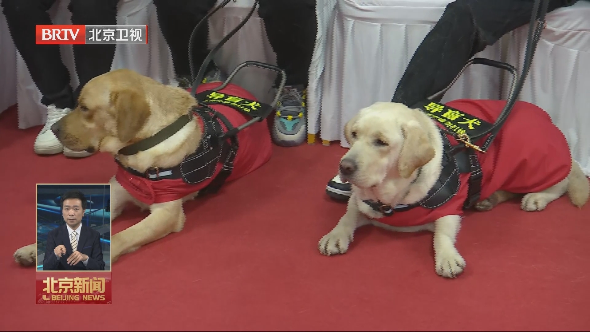 第32个国际残疾人日:北京市首家导盲犬培训基地启动建设 第32个国际残疾人日:北京市首家导盲犬培训基地启动建设