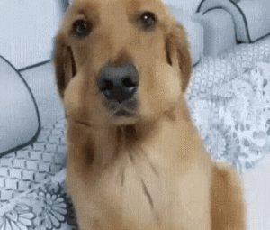 搞笑gif动图难道我只能跳楼了吗 雪花新闻 搞笑gif动图难道我只能跳楼了吗 雪花新闻