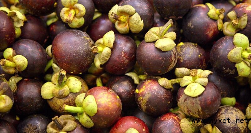 农业果树种植:山竹什么地方盛产及山竹外观