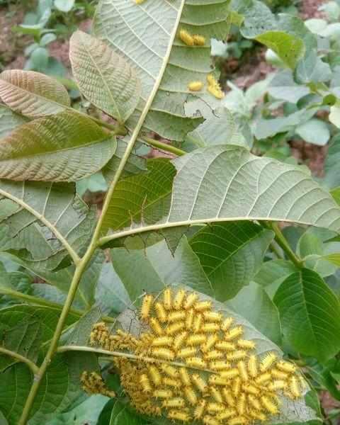 农村被这个虫扎一下就是钻心的疼,还不能挤