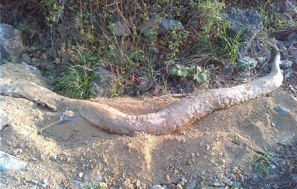 河北云梦山发现4米长白蛇尸体 疑遭雷击死亡!