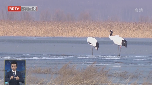 延庆区首次发现国家一级重点保护野生动物丹顶鹤