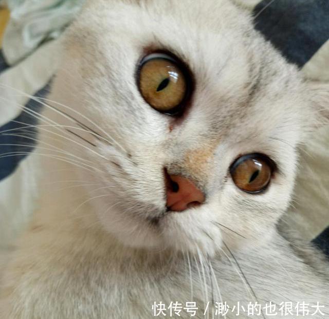 带猫咪去做绝育,回家发个朋友圈,心瞬间凉了!