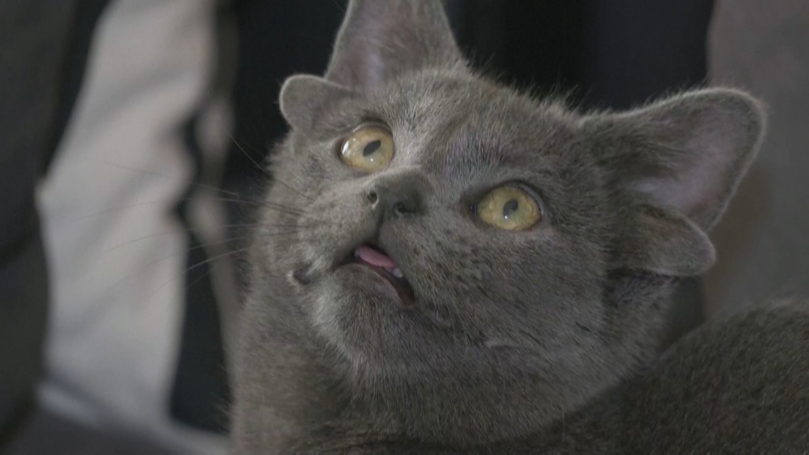 超萌！土耳其四耳猫走红网络