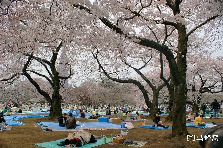 【东京樱花观赏地】东京哪里看樱花好?东京5
