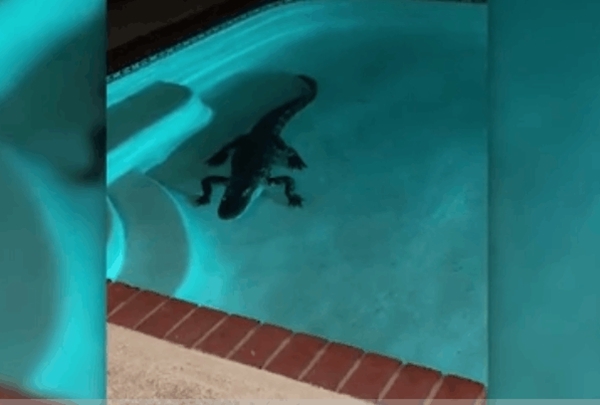七英尺长鳄鱼惊现游泳池 夏天面对“不速之客”千万别慌