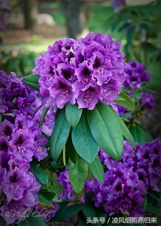 蜀国曾闻子规鸟,宣城又见杜鹃花 纯真无邪杜鹃