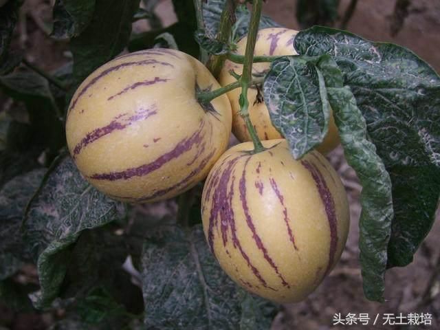 这种稀有的水果,全国只有一个地方种植 快来看