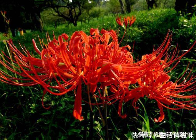 代表着爱情的彼岸花,有着很特殊的意义,还可以