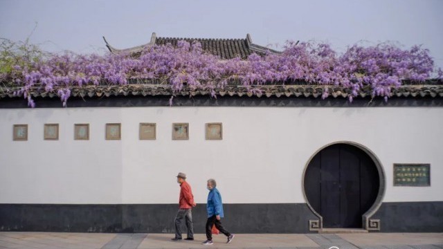 苏州近500年的紫藤是懂配色的!江南多地紫藤盛放如瀑布 苏州近500年的紫藤是懂配色的!江南多地紫藤盛放如瀑布