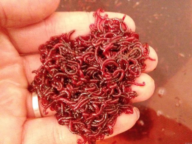 对人体和鱼体是否有伤害,钓的鱼可以食用吗?