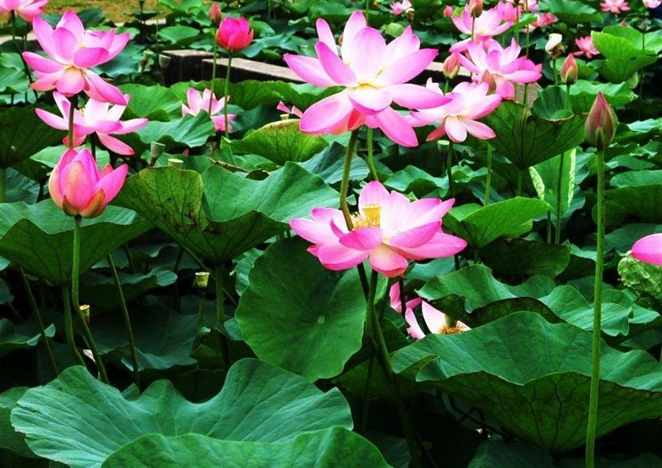 活动新闻稿怎么写更容易被各大平台收录成为新