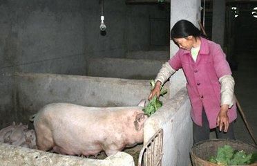 叫停家庭养猪,未来农村散养户该改咋办