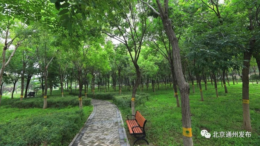 免费开放！通州这个地方新添300余亩大公园！赏花休闲好去处