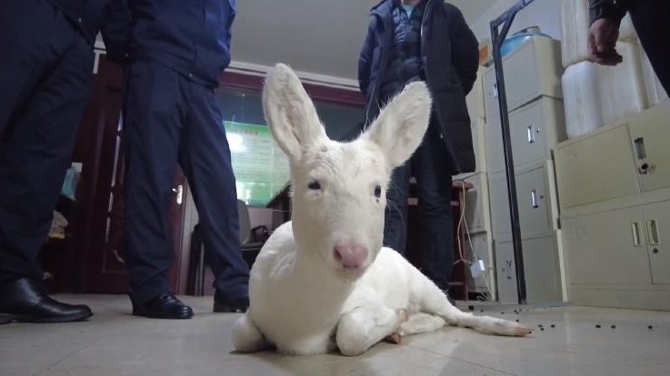 罕见!罕见!呆萌野生白狍受困居民区 警民联手救助 罕见!罕见!呆萌野生白狍受困居民区 警民联手救助