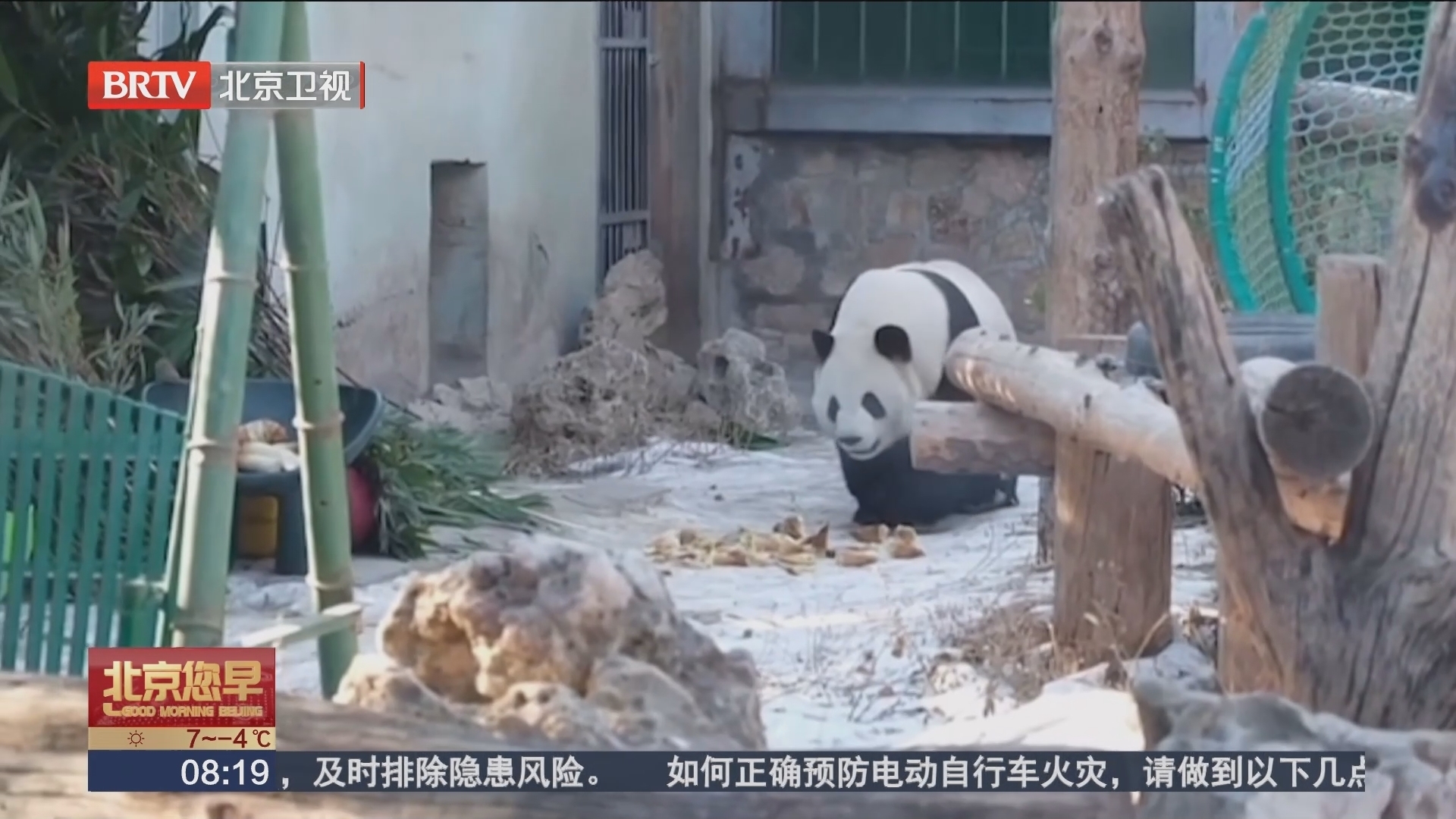 “萌兰”多了新邻居 大熊猫“点点”正式复出