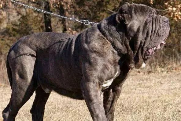 外号非洲黑珍珠的恶魔犬,秒杀藏獒,在非洲已经横行千年