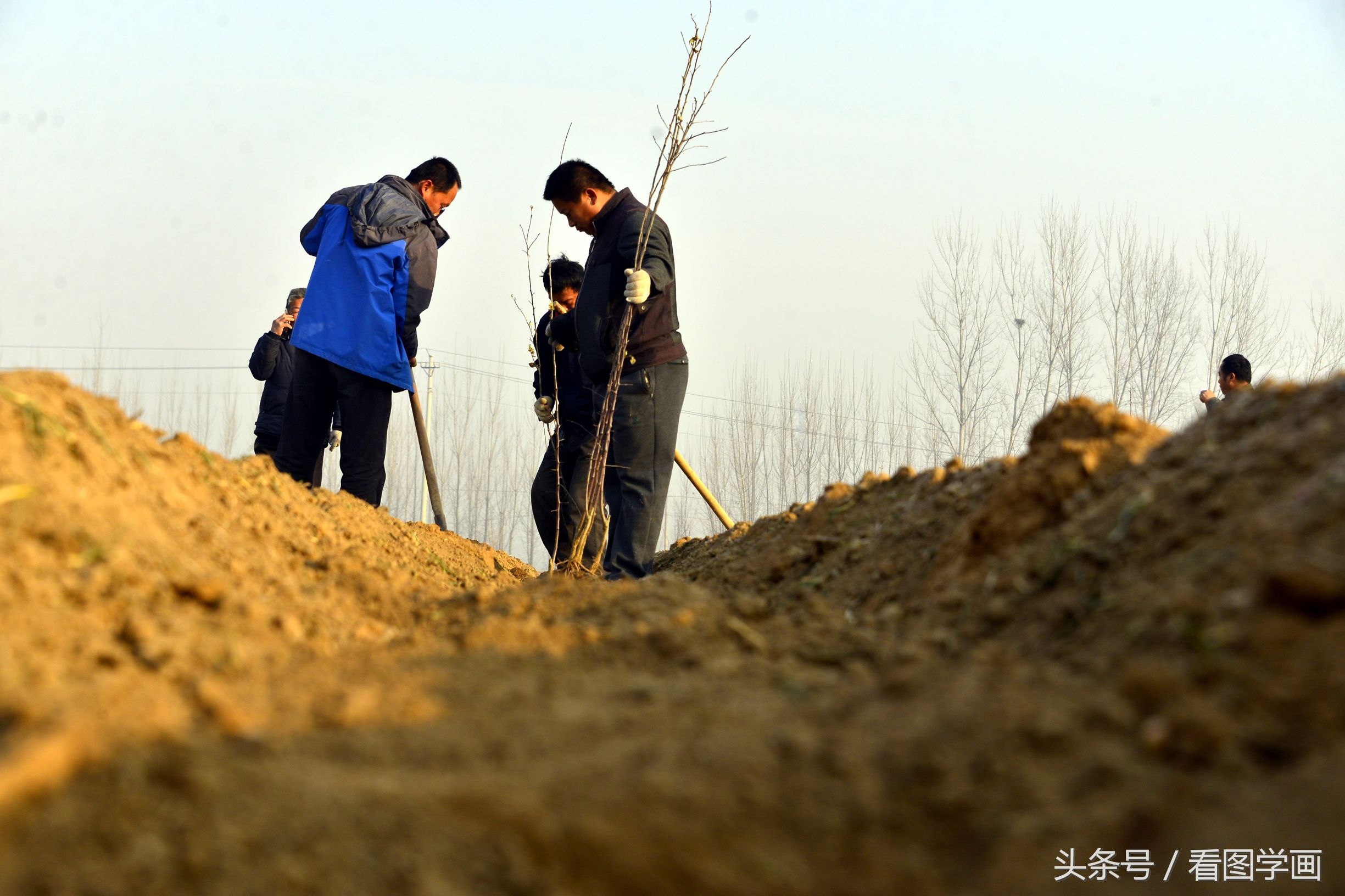 蔬菜大棚村又开始种植苹果五年后亩产量过万斤