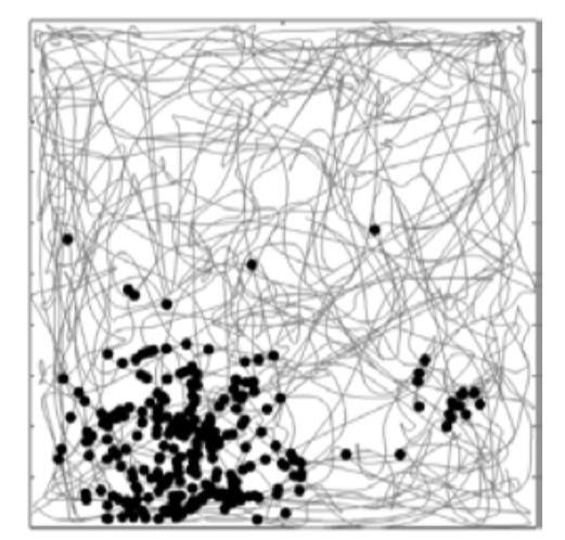 我的同伴在哪里?看动物如何定位他人|前沿