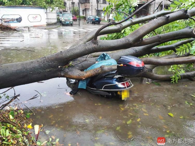 8月23日,台风来袭,带来狂风暴雨,中山大批树木因此倒下。在中山西区下闸西河东路,一名中年女子骑摩托车途中,被一棵倒下的大树砸中。