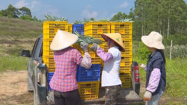 凤梨可卖4元每斤,一亩地可产7000斤,农民种植