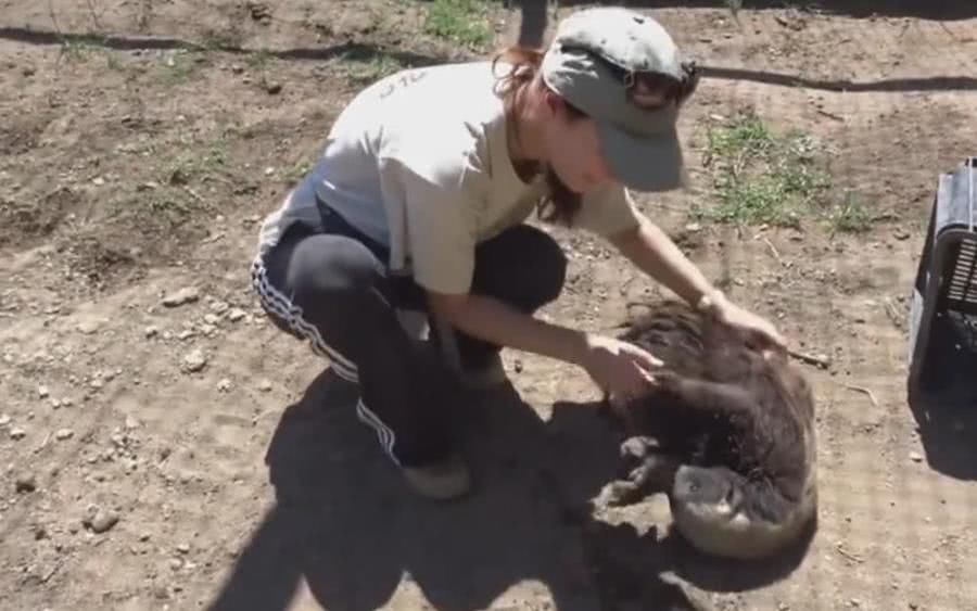 敢招惹狮子打老虎的动物,只有这家动物园能留