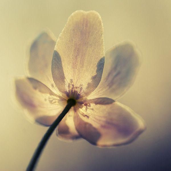 泰戈尔诗歌中的10个唯美名句,美的有点令人心